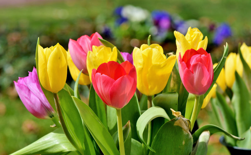 Tulips Flower seeds for Planting - Long Bloom Season, Heirloom & GMO Free Seeds for Home Garden