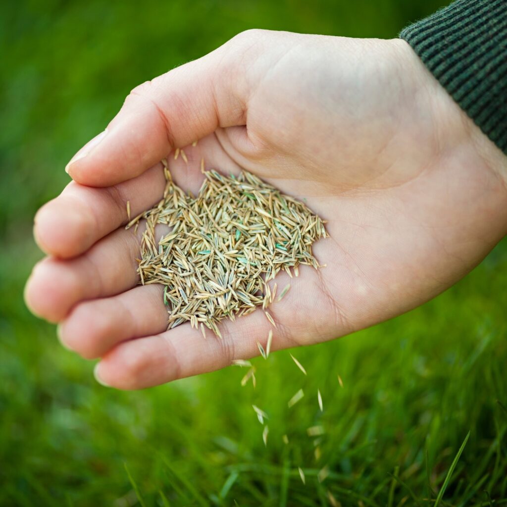 Turf Grass Seeds for Lush, Green Lawns