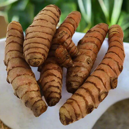 Brown Turmeric Seeds for Planting