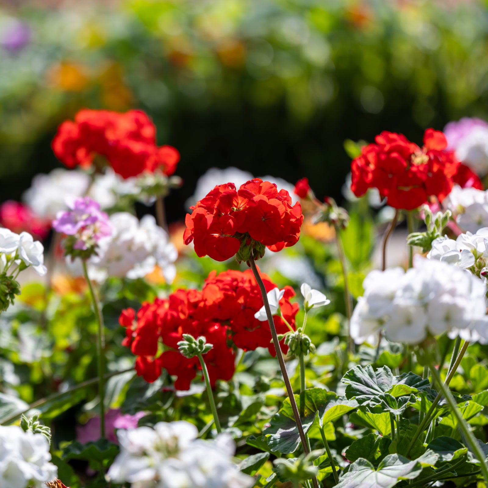 Light Red Green Geranium Flower Seeds for Planting Bright Blooms Heirloom & GMO Free Seeds for Home Garden
 
 Sale