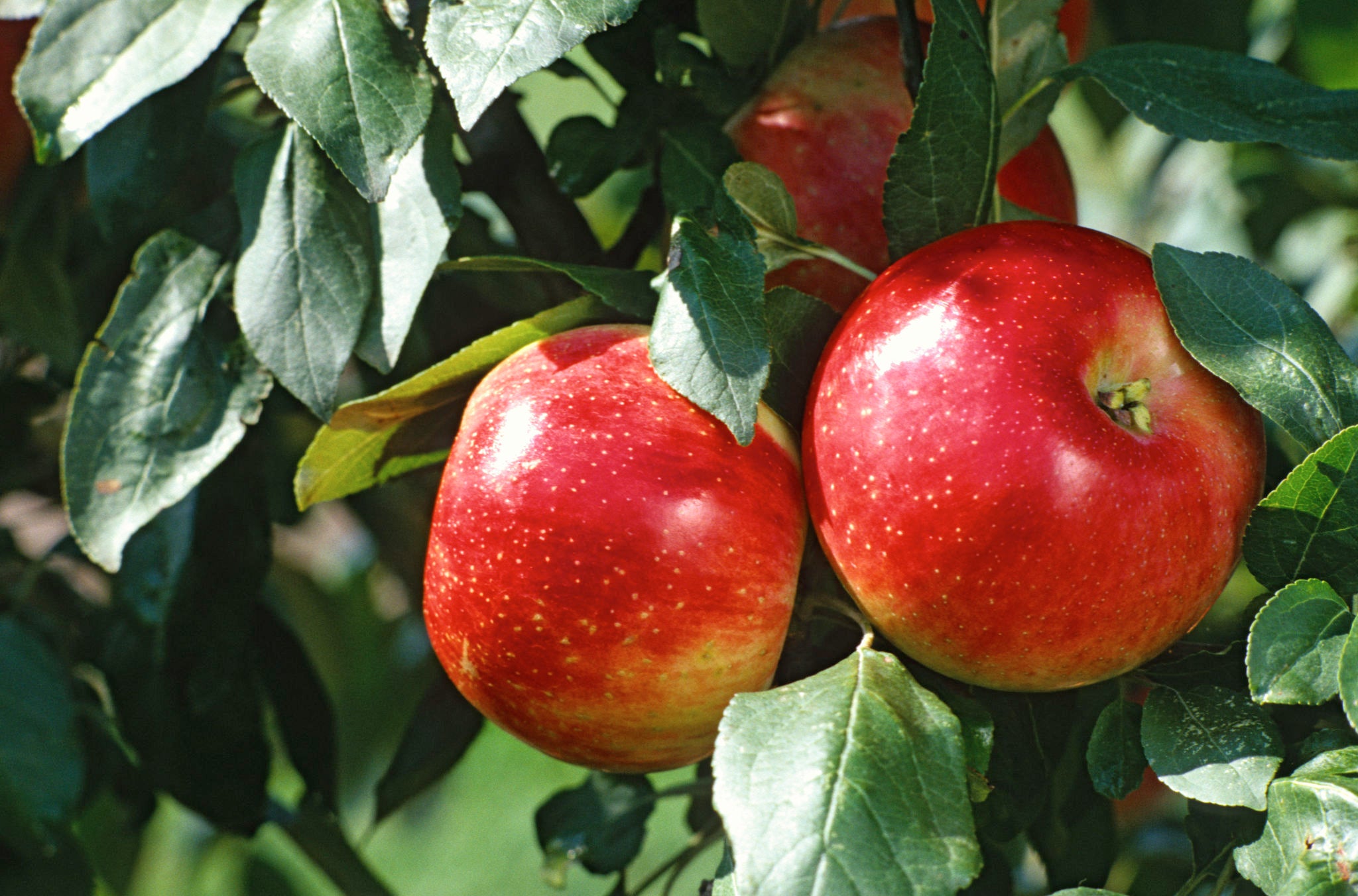 Apple Seed Planting Mix for Home Gardens