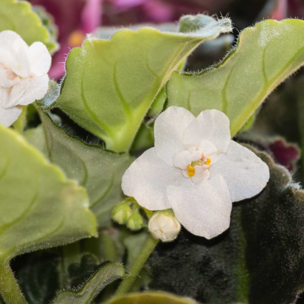 White Saintpaulia Flower seeds for Planting - Pollinator Friendly, Heirloom & GMO Free Seeds for Home Garden
