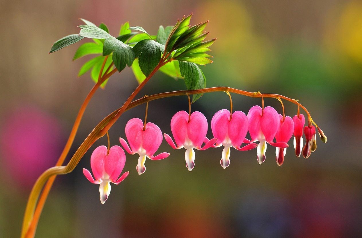 Pink Bleeding Hearts Flower seeds for Planting - Pollinator Friendly, Heirloom & GMO Free Seeds for Home Garden