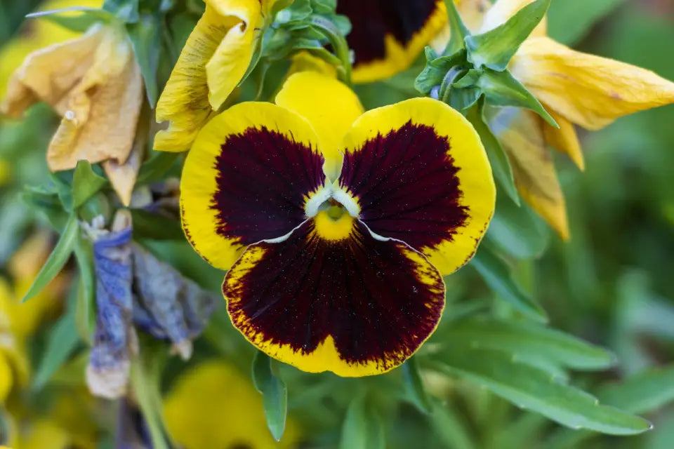 Brown Yellow Pansy Flower Seeds for Planting Low Maintenance Heirloom & GMO Free Seeds for Home Garden
 
 Sale