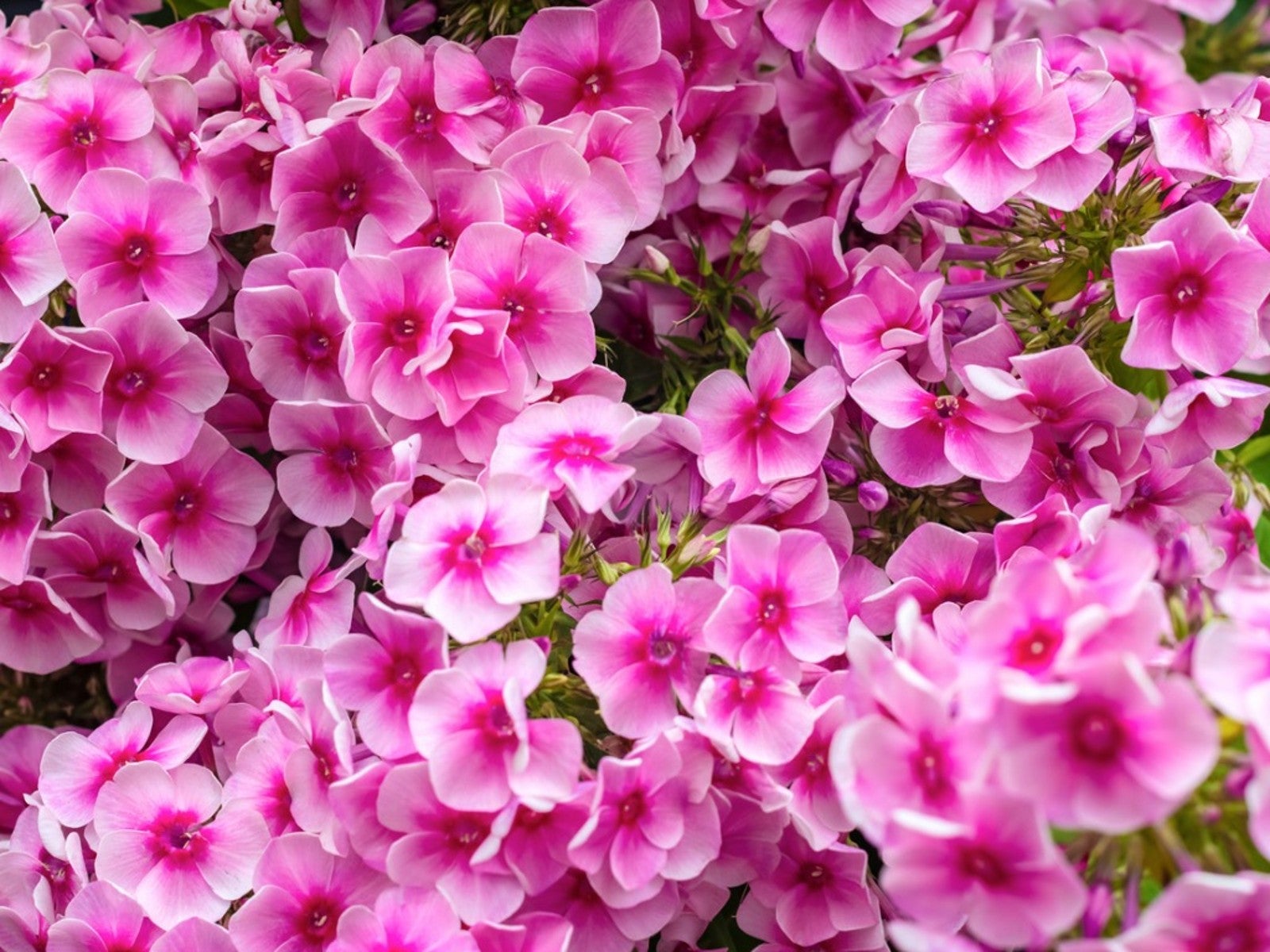 Light Pink Perennial Flower Seeds for Planting Vibrant Colors Heirloom & GMO Free Seeds for Home Garden
 
 Sale