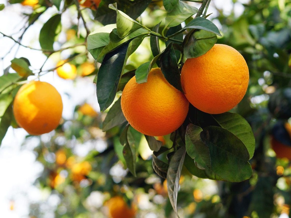 Orange Tree Planting Seeds - Grow Your Own Citrus at Home