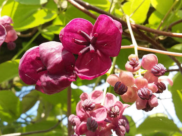 Akebia Quinata Flower seeds for Planting - Cottage Garden Essential, Heirloom & GMO Free Seeds for Home Garden