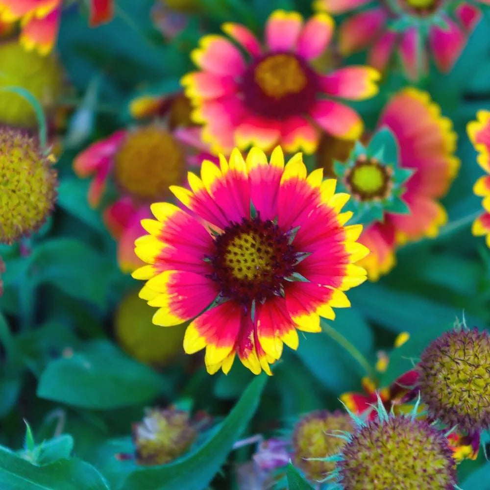 Heirloom Gaillardia Aristata Flower seeds for Planting Bright Blooms Heirloom & GMO Free Seeds for Home Garden