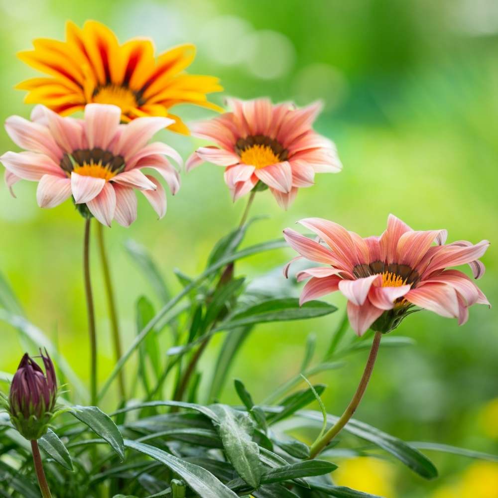 Exotic Gazania Flower Seeds for Planting  Brighten Your Garden! - Evergrowseeds
