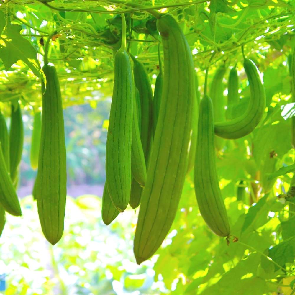 Cream Luffa Seeds for Planting  Grow Delicious Luffa Vegetables