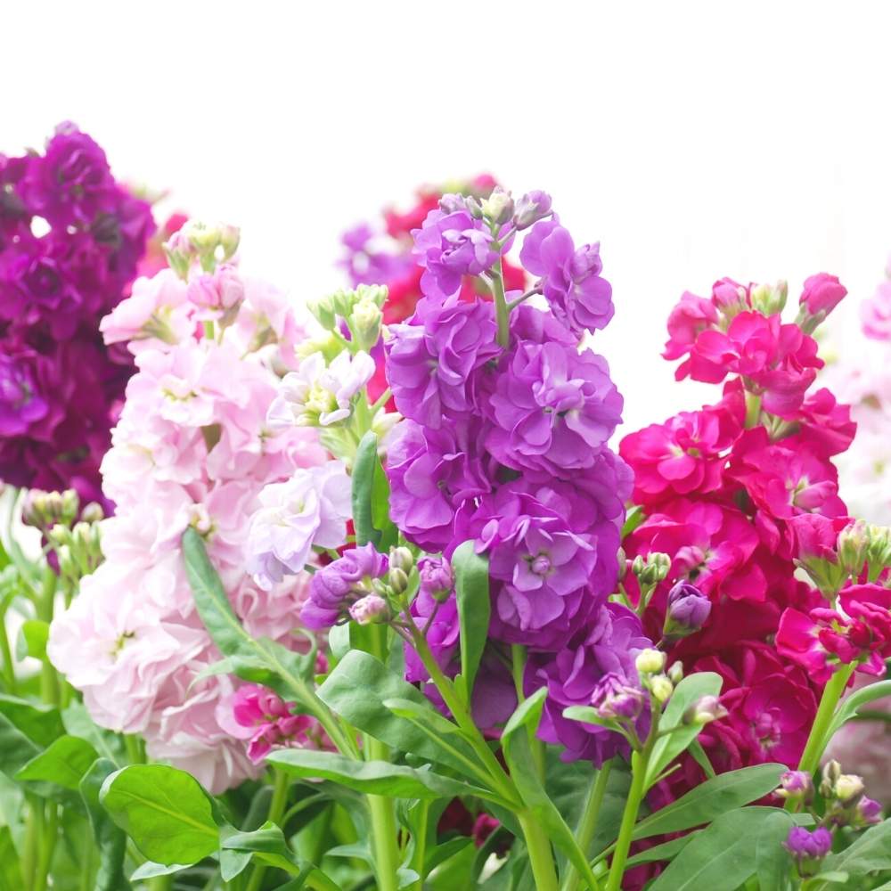 Light Pink Matthiola Flower seeds for Planting - Colorful Display, Heirloom & GMO Free Seeds for Home Garden