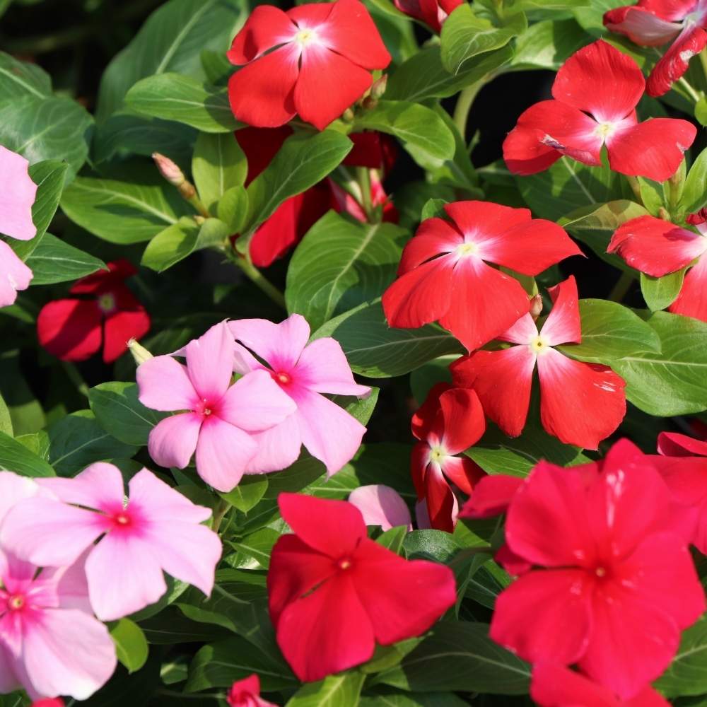 Mixed Vinca Flower seeds for Planting - Garden Favorite, Heirloom & GMO Free Seeds for Home Garden