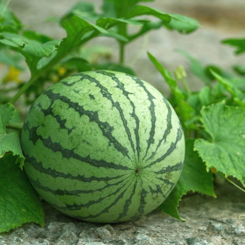 High-Quality Watermelon Seeds for Fruit Planting