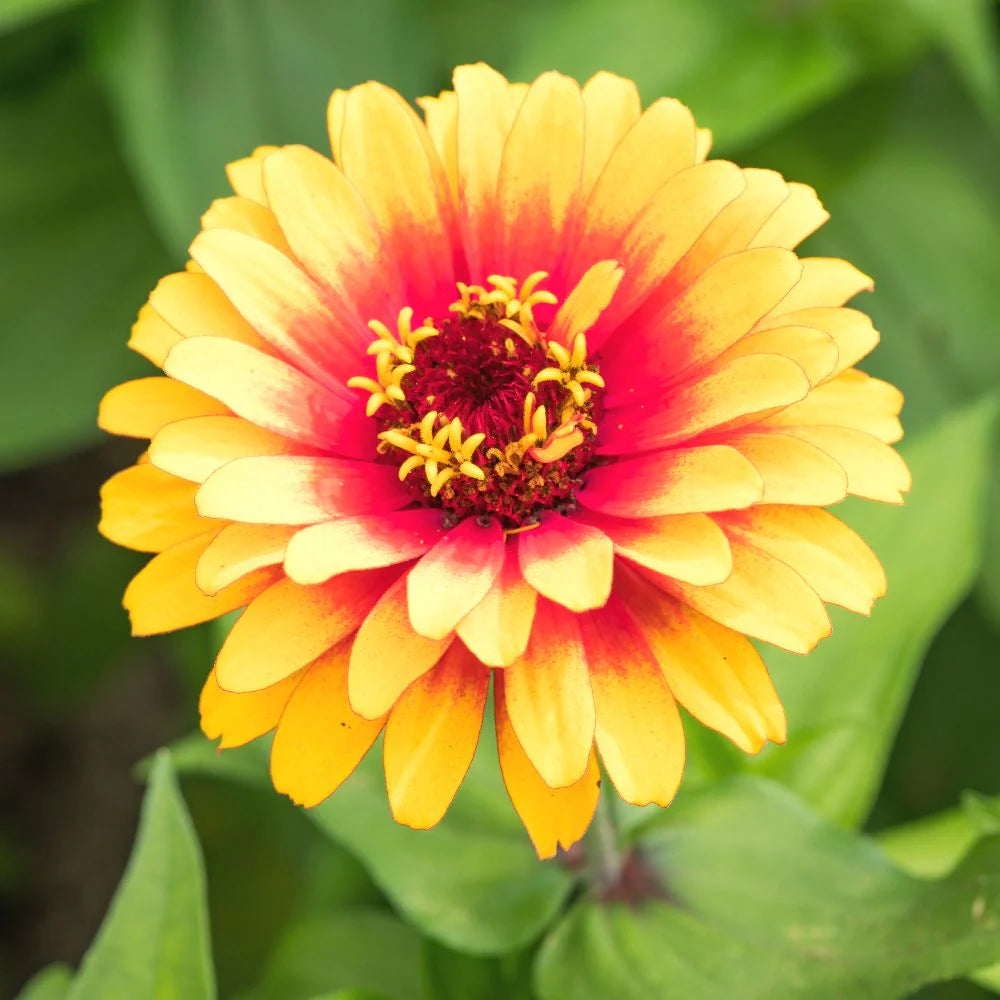 Pink Yellow Zinnia Flower seeds blooming in flower beds, containers, borders, and pollinator-friendly gardens
