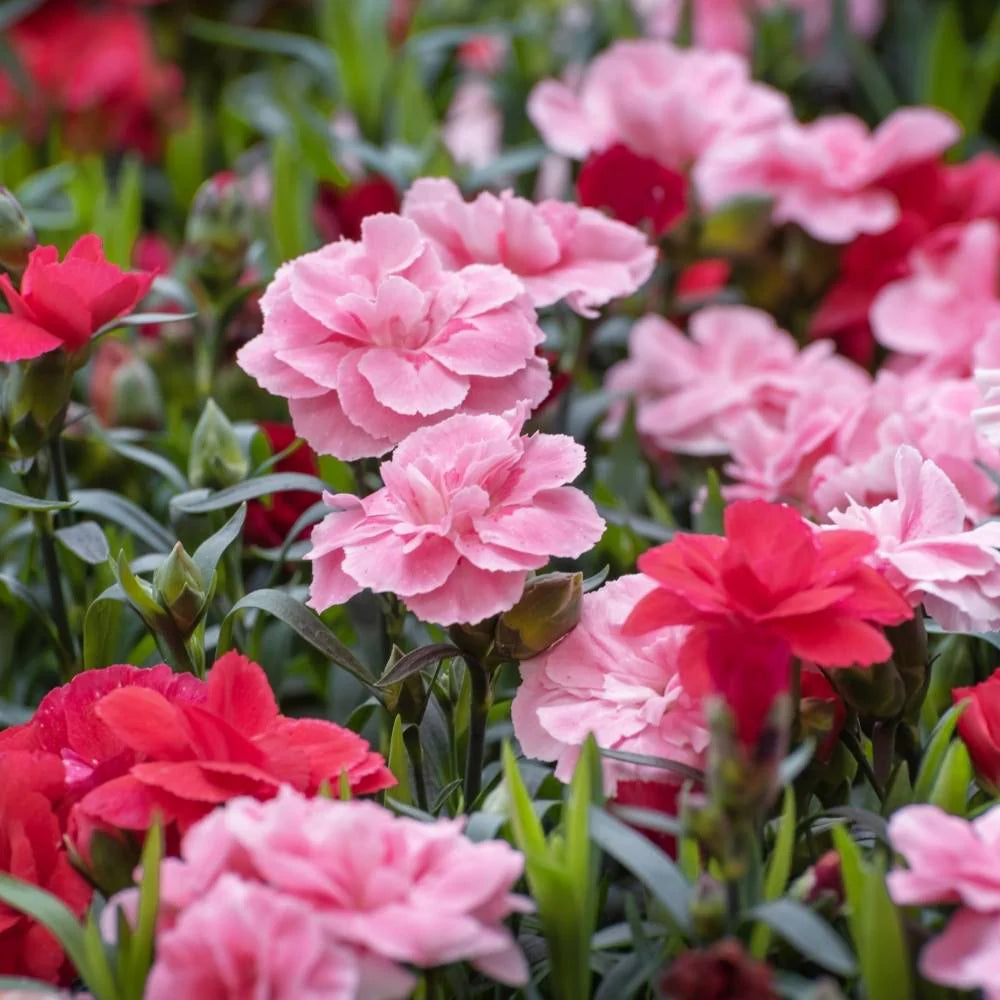 Mixed Carnation Flower Seeds for Planting Sun Loving Heirloom & GMO Free Seeds for Home Garden
 
 Sale