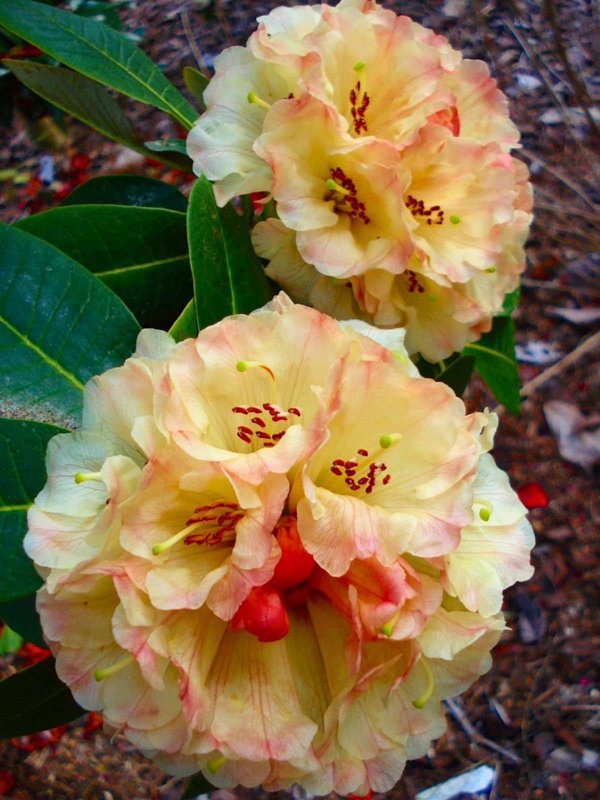 Rhododendron Yellow Flower Seeds - Perfect for Planting in Your Garden Heirloom Non-GMO Seeds