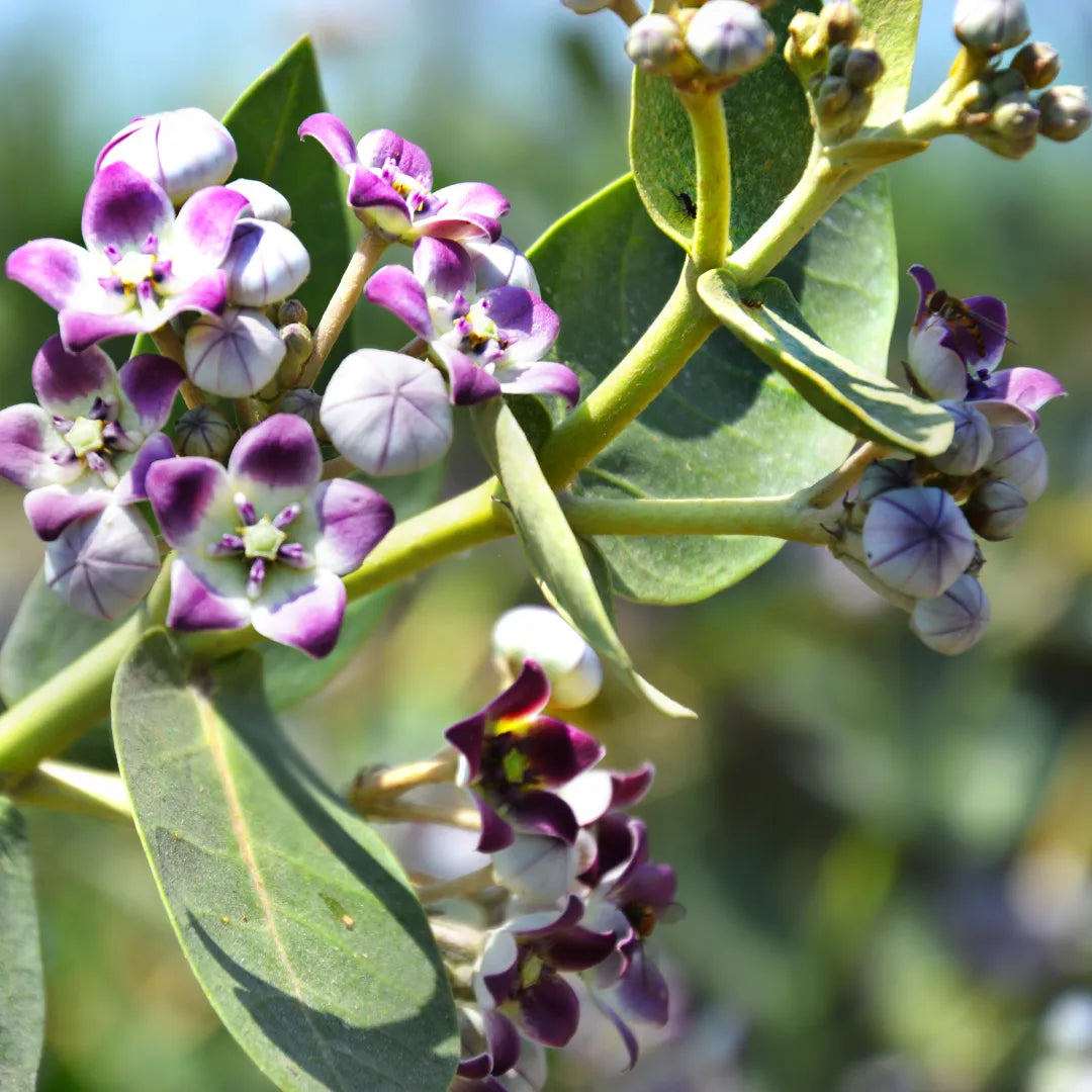 Calotropis Flower seeds for Planting - Drought Tolerant, Heirloom & GMO Free Seeds for Home Garden