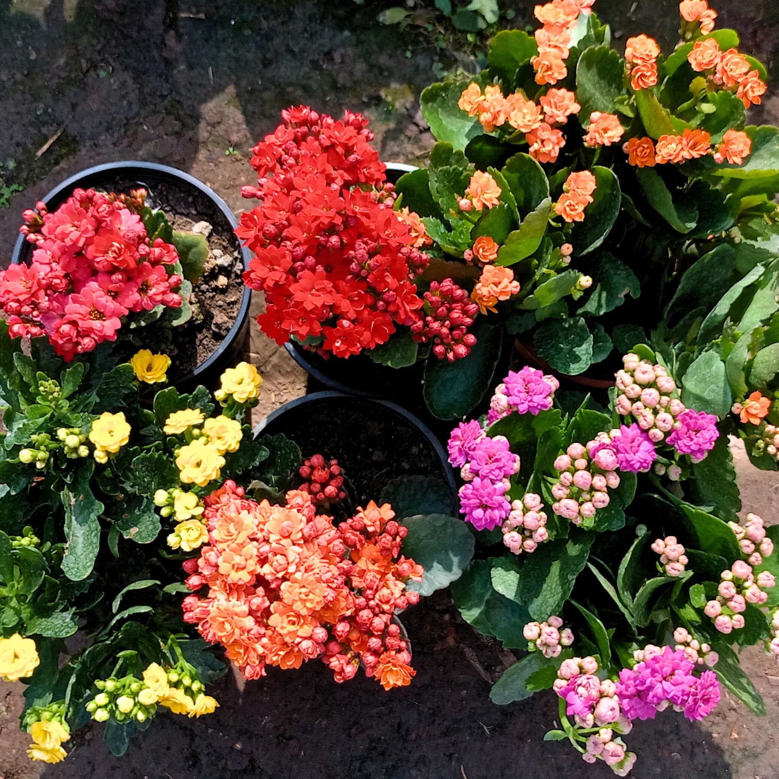 Kalanchoe Flower seeds for Planting Perfect for Borders Heirloom & GMO Free Seeds for Home Garden