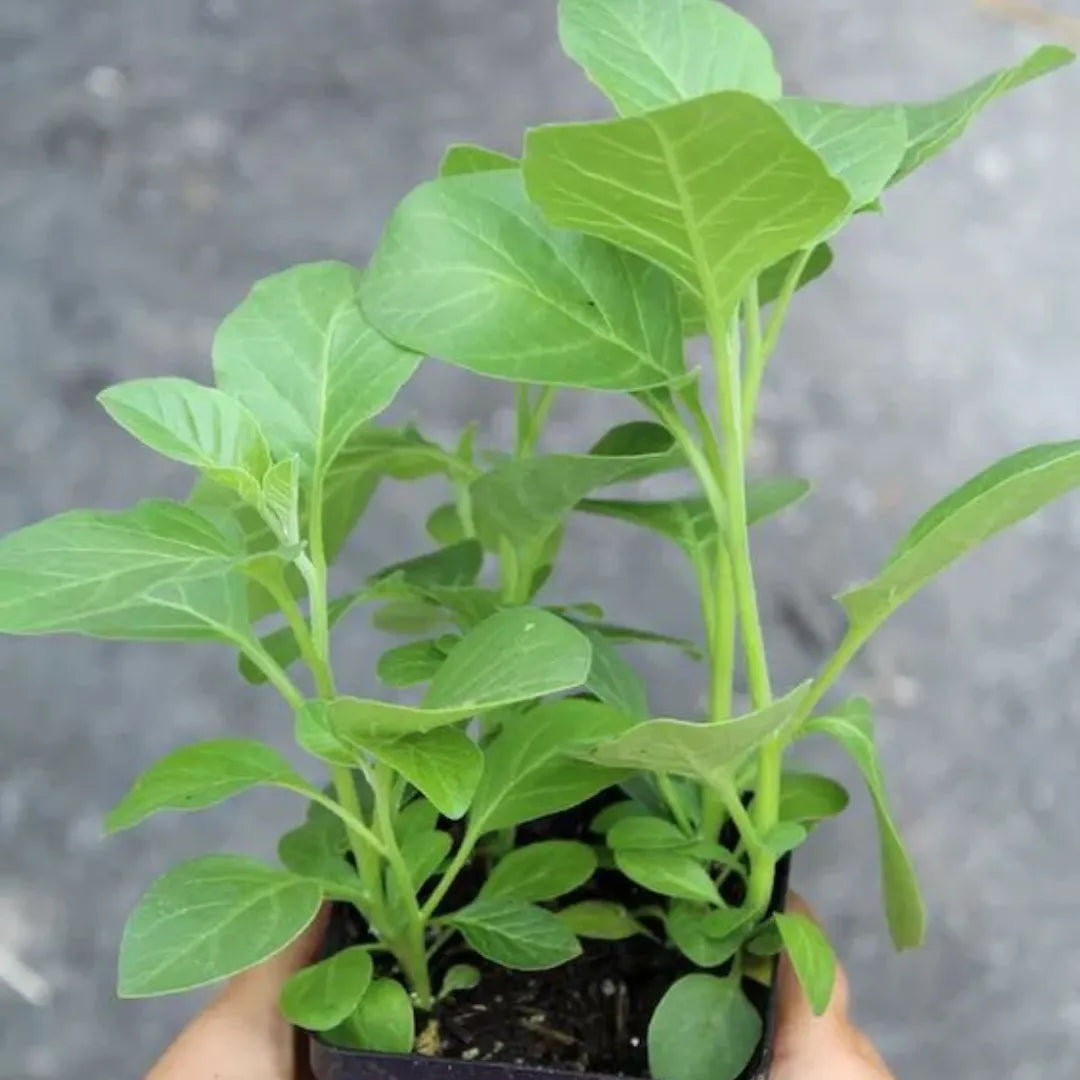 Organic Ashwagandha Plant Seeds  Perfect for Spring or Summer Planting