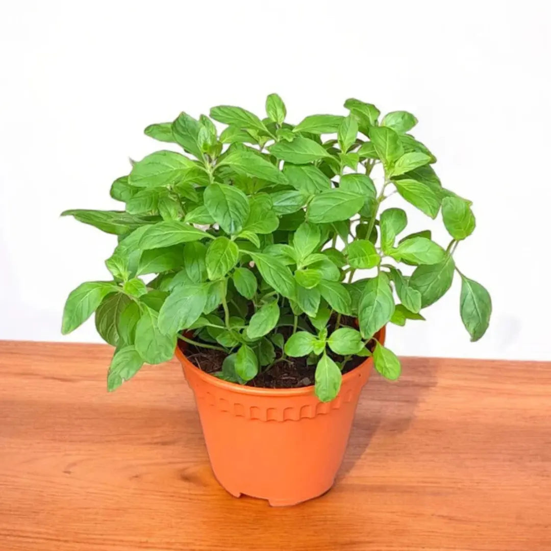 Mentha Piperita Seeds for Vegetable Planting