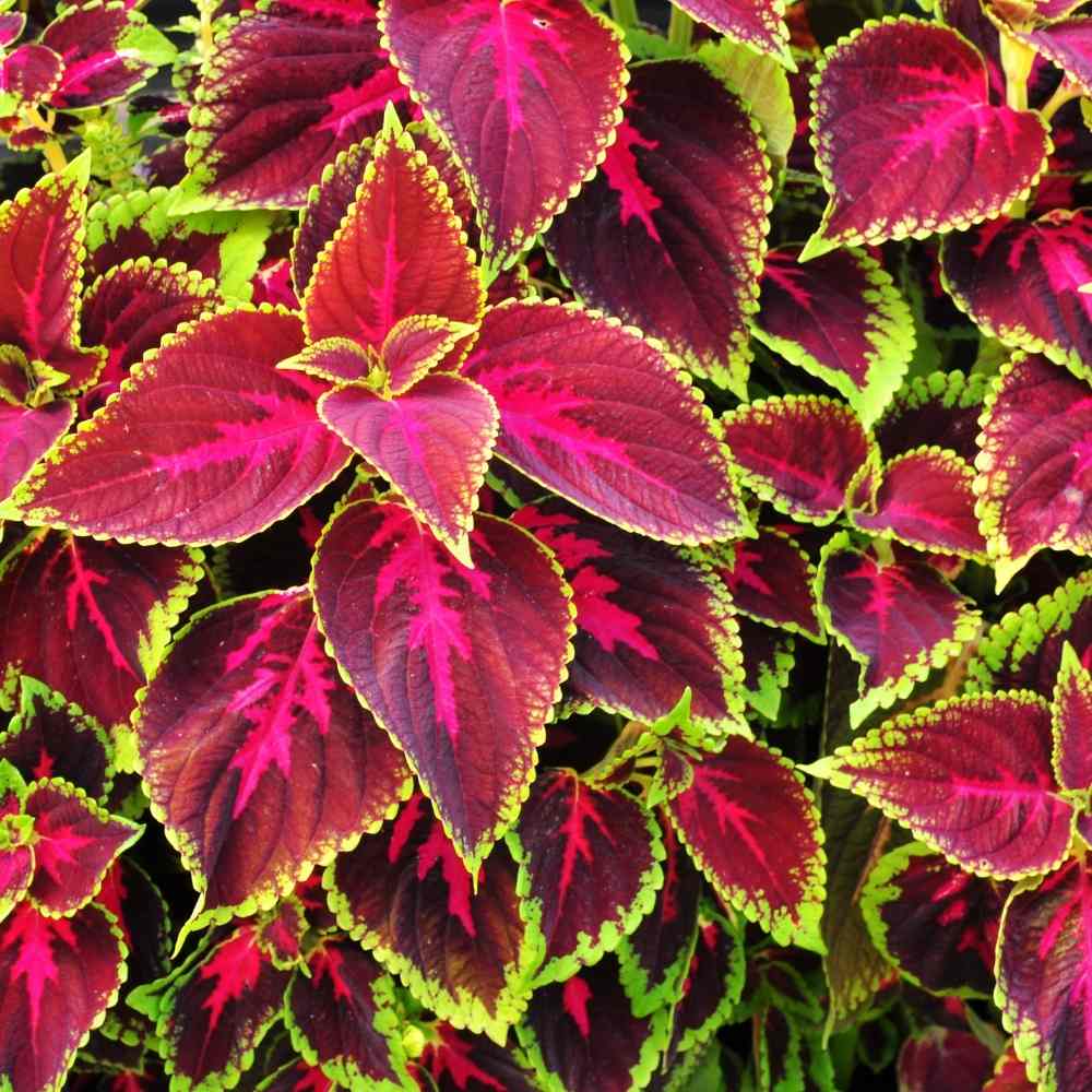 Red White Coleus Flower seeds for Planting Shade Tolerant Heirloom & GMO Free Seeds for Home Garden