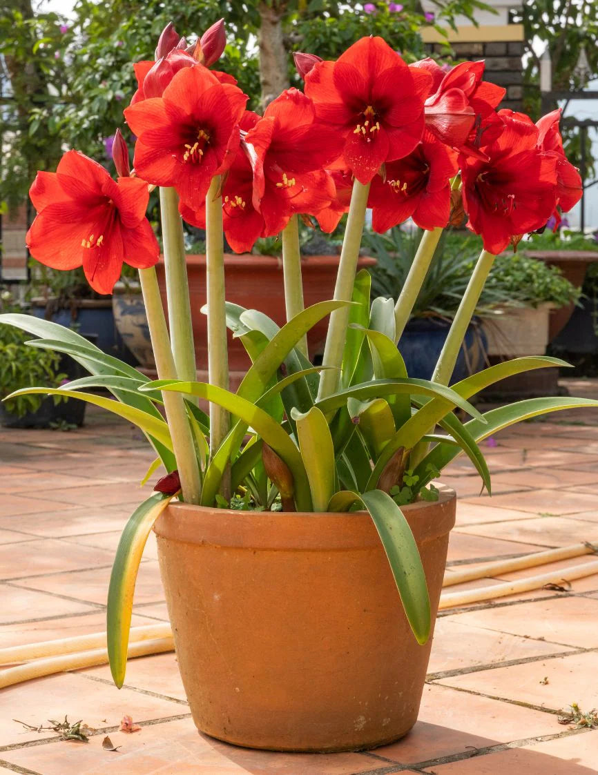 Hippeastrum Rutilum Mixed Flower seeds for Planting - Shade Tolerant, Heirloom & GMO Free Seeds for Home Garden