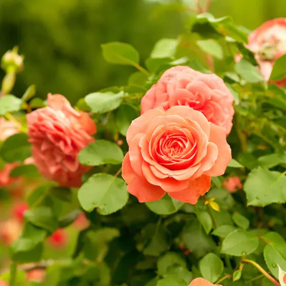 Goldish Yellow Rose Flower seeds for Planting - Drought Tolerant, Heirloom & GMO Free Seeds for Home Garden