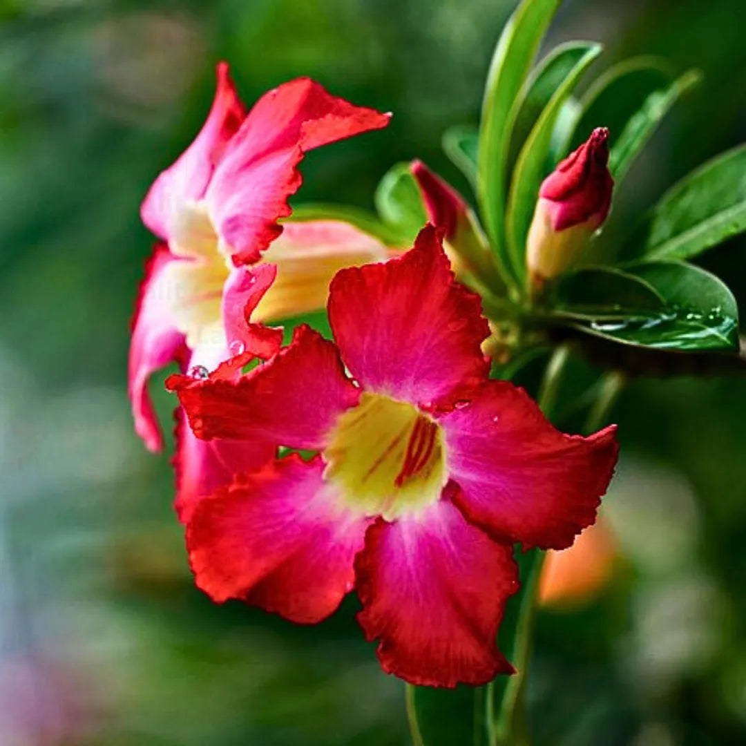 Adenium Obesum Flower seeds for Planting - Garden Favorite, Heirloom & GMO Free Seeds for Home Garden