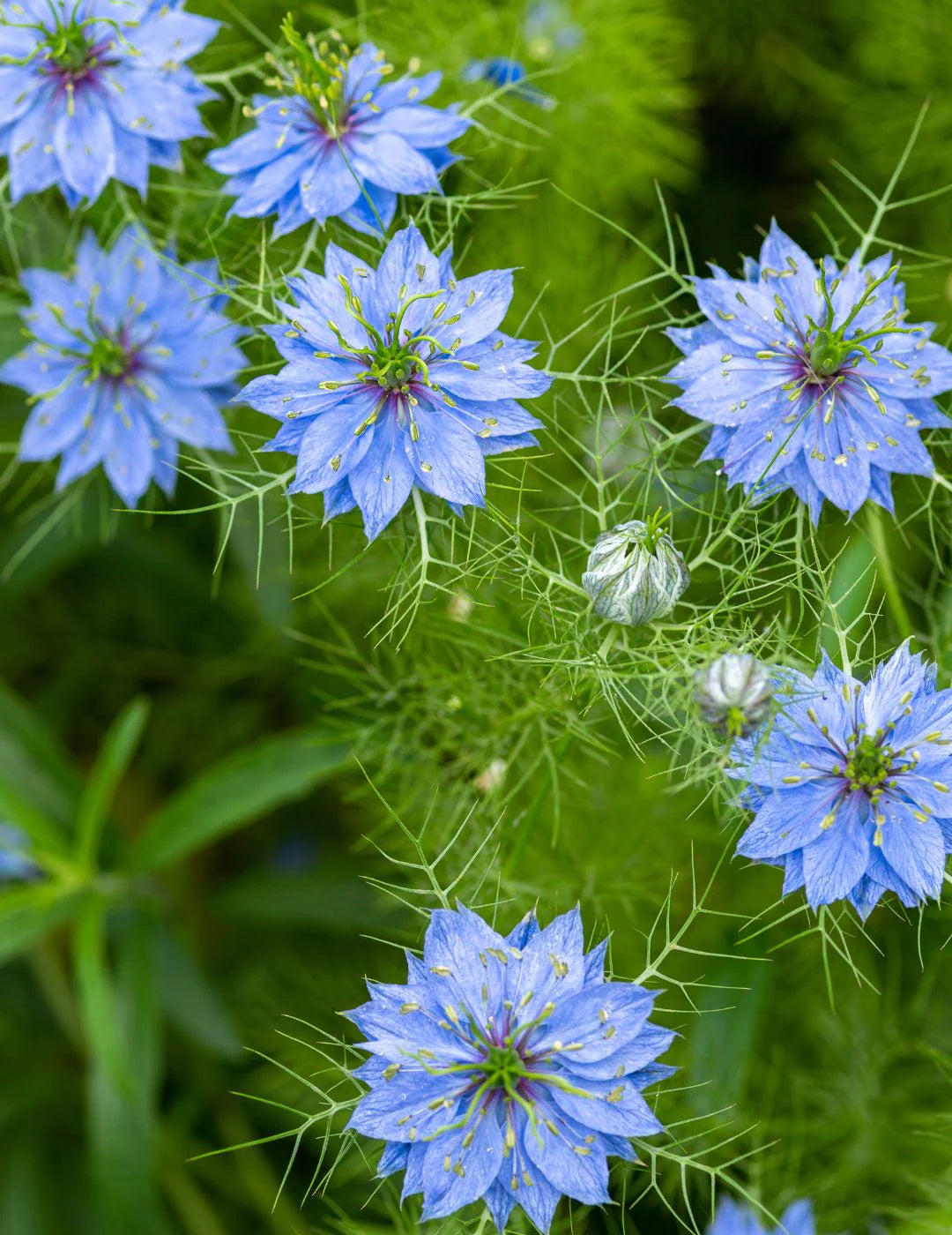 Love-in-a-Mist Flower Seeds for Planting  Nigella Damascena