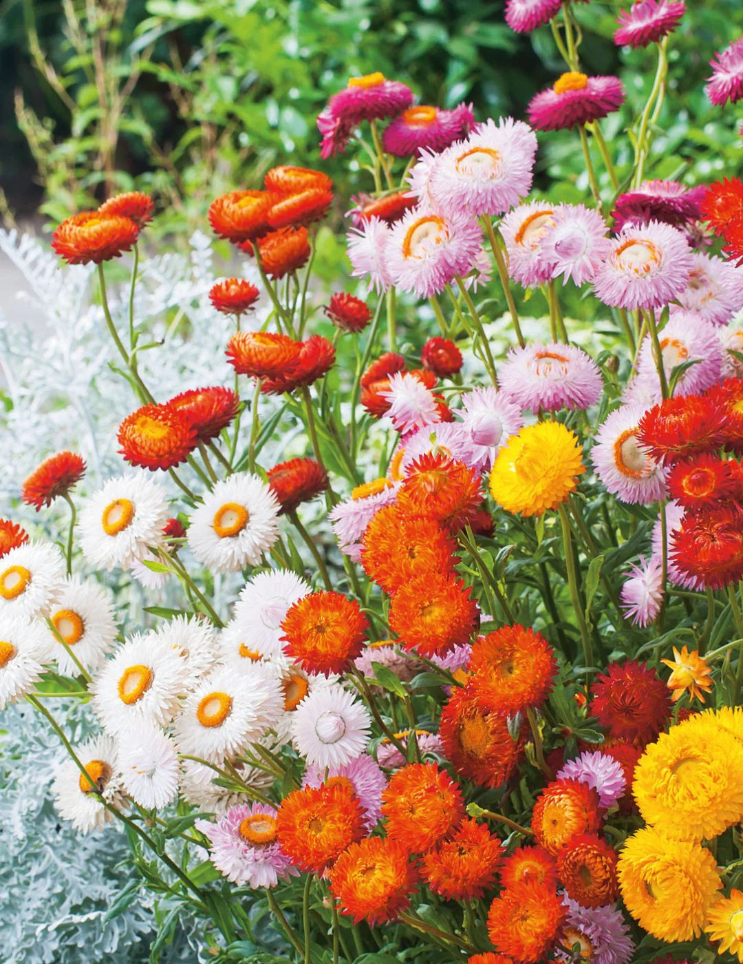 Mixed Straw Flower seeds for Planting - Pollinator Friendly, Heirloom & GMO Free Seeds for Home Garden