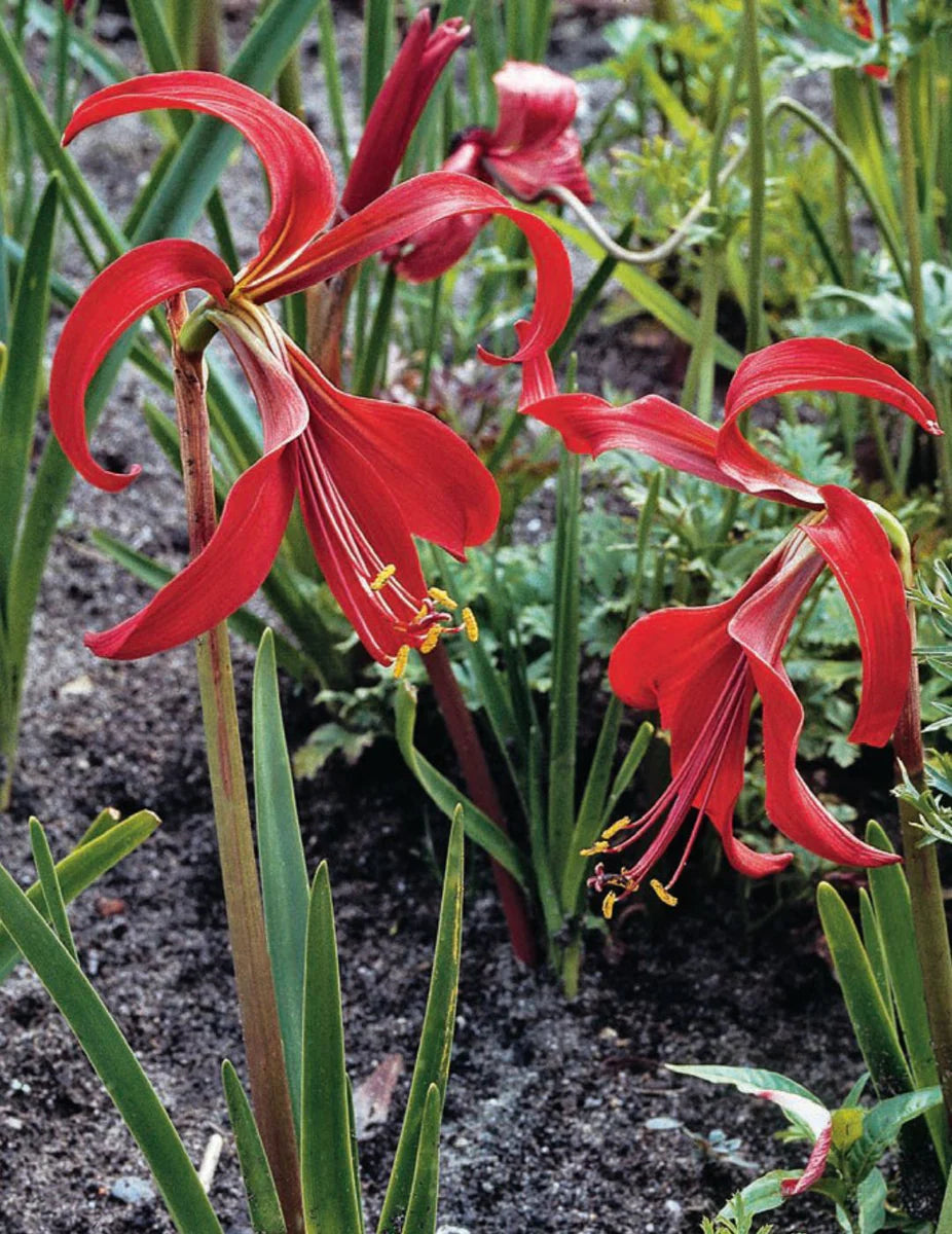 Sprekelia Flower seeds for Planting - Perfect for Borders, Heirloom & GMO Free Seeds for Home Garden