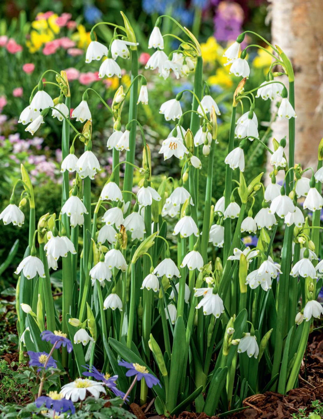White Rich Aroma Flower seeds for Planting - Colorful Display, Heirloom & GMO Free Seeds for Home Garden
