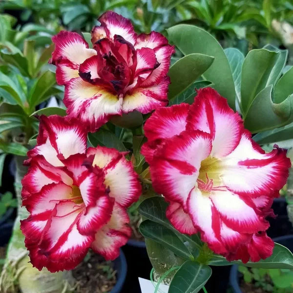 Cream Pink Adenium Flower seeds for Planting - Long Bloom Season, Heirloom & GMO Free Seeds for Home Garden
