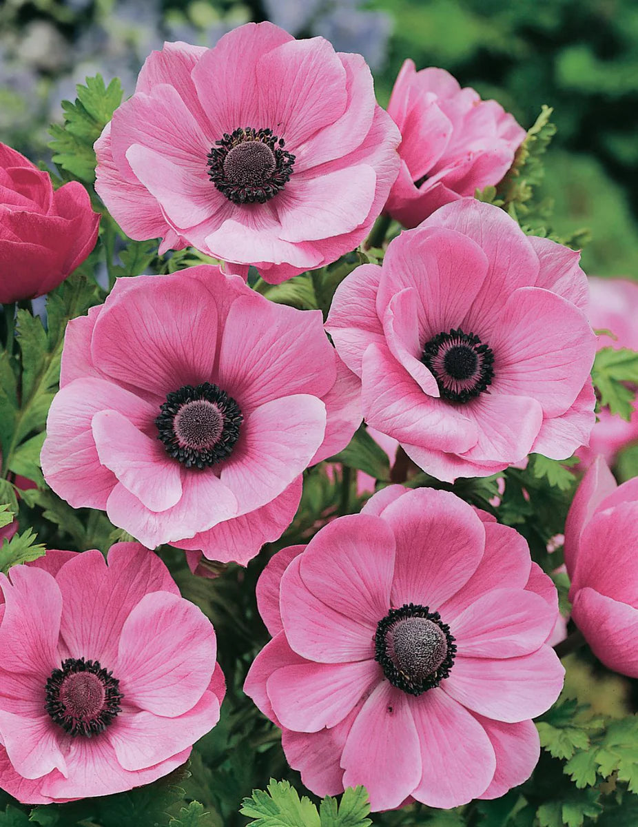 Anemone Flower seeds for Planting - Vibrant Colors, Heirloom & GMO Free Seeds for Home Garden