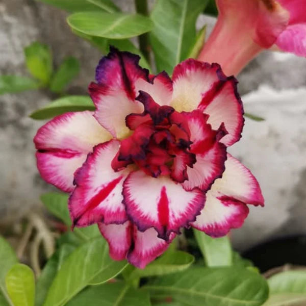 Cream Pink Adenium Flower seeds for Planting - Long Bloom Season, Heirloom & GMO Free Seeds for Home Garden