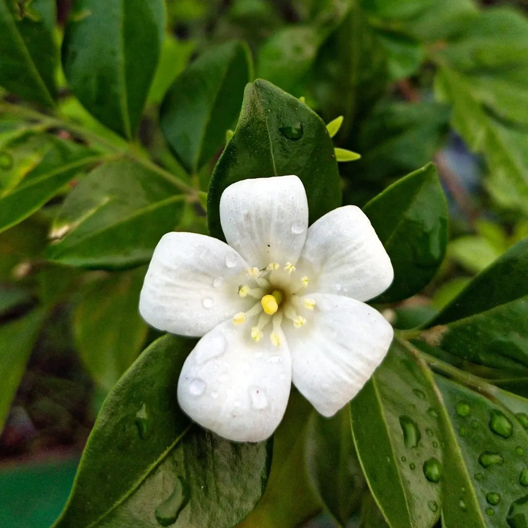 Murraya Paniculata Flower seeds for Planting Long Bloom Season Heirloom & GMO Free Seeds for Home Garden