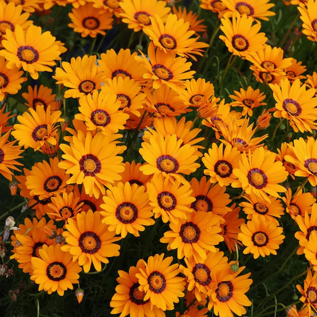 Orange Anthemoides Flower Seeds for Planting - Vibrant Annual Blooms for Your Garden Heirloom Non-GMO Seeds