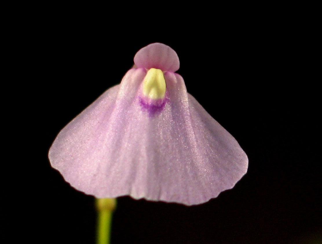 Utricularia Arenaria Flower seeds for Planting - Cottage Garden Essential, Heirloom & GMO Free Seeds for Home Garden