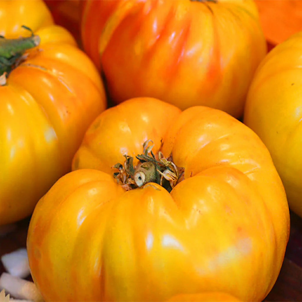 Big Yellow Tomato Seeds for Home Planting