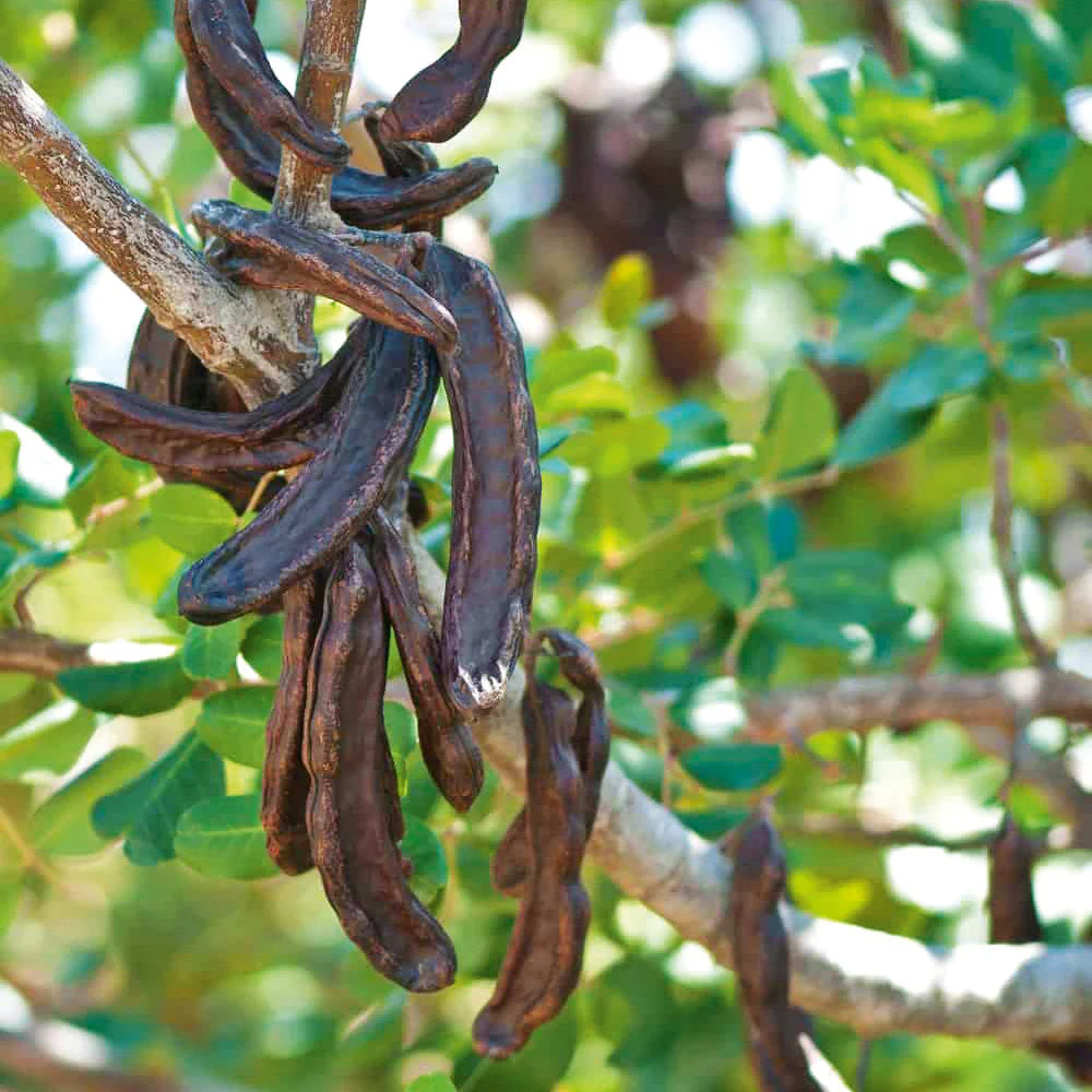 Black Carob Tree Seeds for Planting