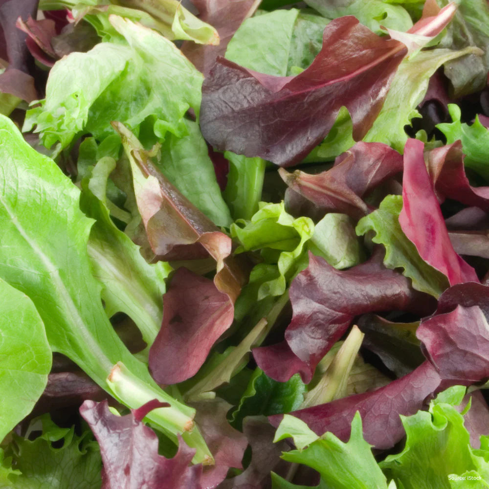 Mixed Mesclun Vegetable Seeds for Your Garden
