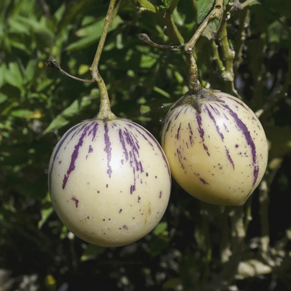 White Purple Pepino Vegetable Seeds for Planting