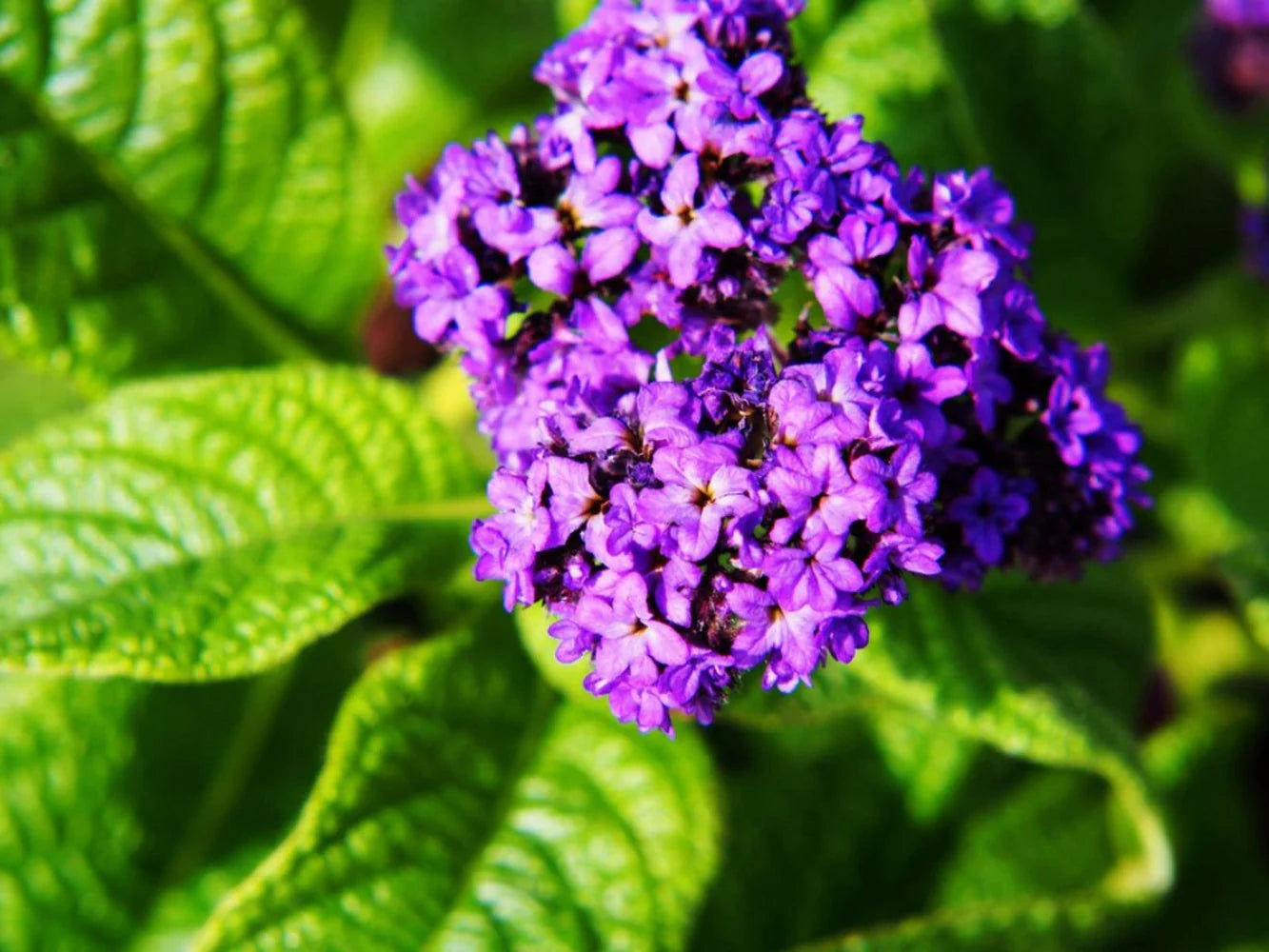 Heliotrope Blue Flower Seeds for Planting | Beautiful Fragrant Blooms - Evergrowseeds