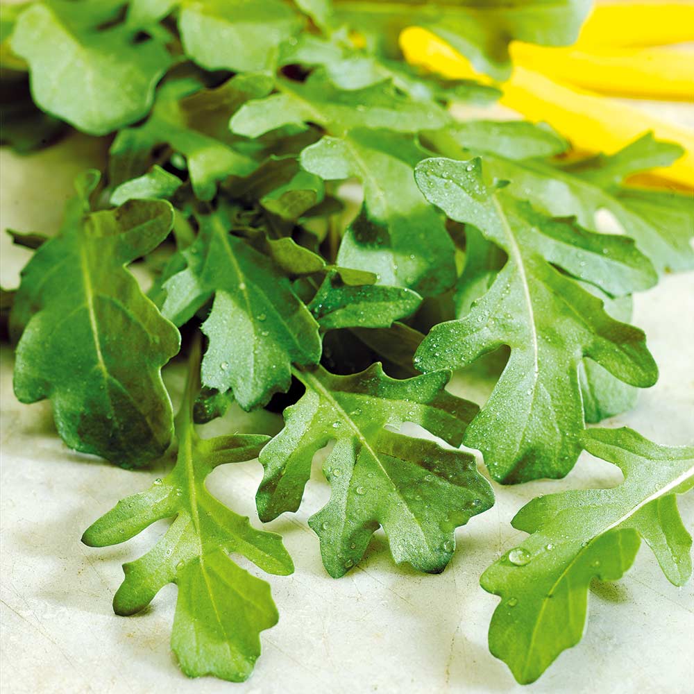 Rocket Flower seeds for Planting - Bright Blooms, Heirloom & GMO Free Seeds for Home Garden
 
 Sale seeds for planting in home garden