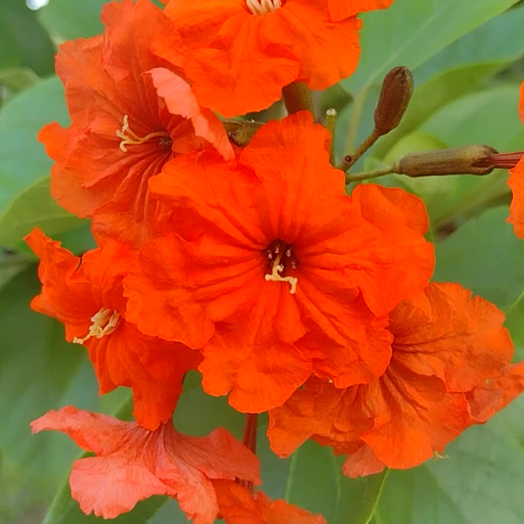 Orange Cordia Sebestena Flower seeds for Planting - Long Bloom Season, Heirloom & GMO Free Seeds for Home Garden