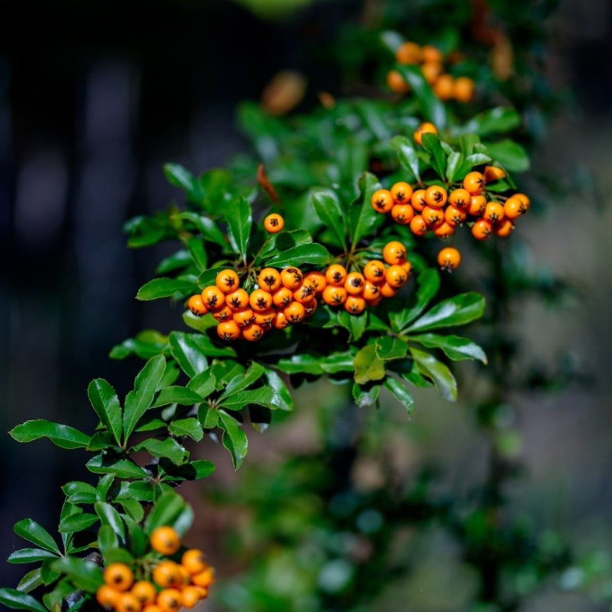Orange Firethorn Fruit Planting Seeds - Vibrant Color & Wildlife Attraction