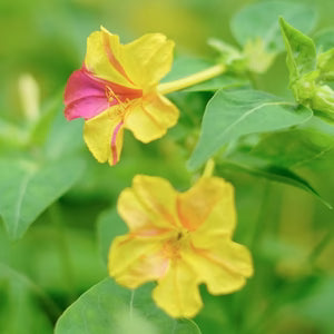 Yellow Red Four O'Clock Flower Planting  Seeds for Vibrant Blooms in Your Garden