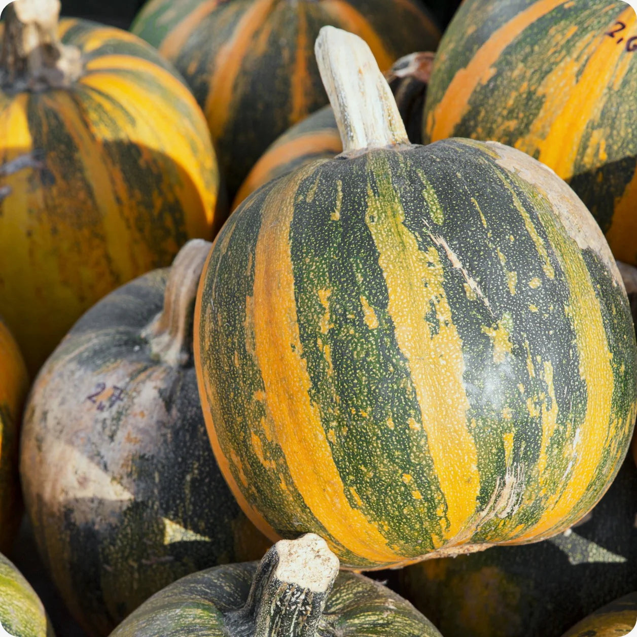 Kakai Hull-Less Pumpkin Seeds for Easy Planting