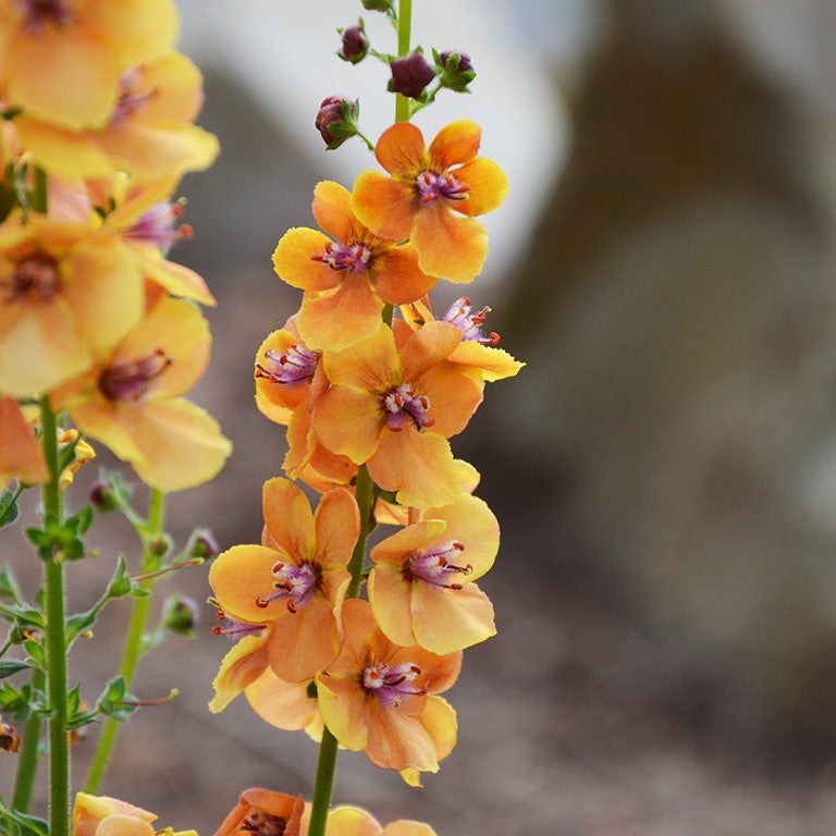 Oxtail Verbascum Flower seeds for Planting Premium Quality Heirloom & GMO Free Seeds for Home Garden