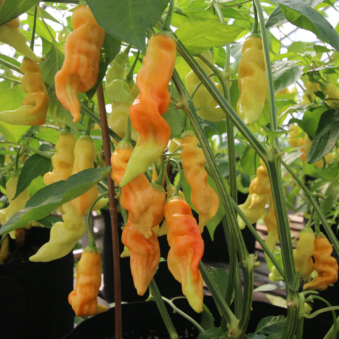 Sugar Rush Peach Pepper Vegetable Seeds for Planting